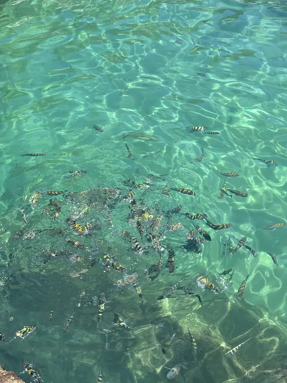 Peixes nadando sobre o fundo de pedras, vistos da superfície.