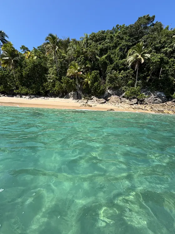Coqueiros e mata fechada descendo até a areia da Ilha dos Gatos, com o mar transparente em primeiro plano.
